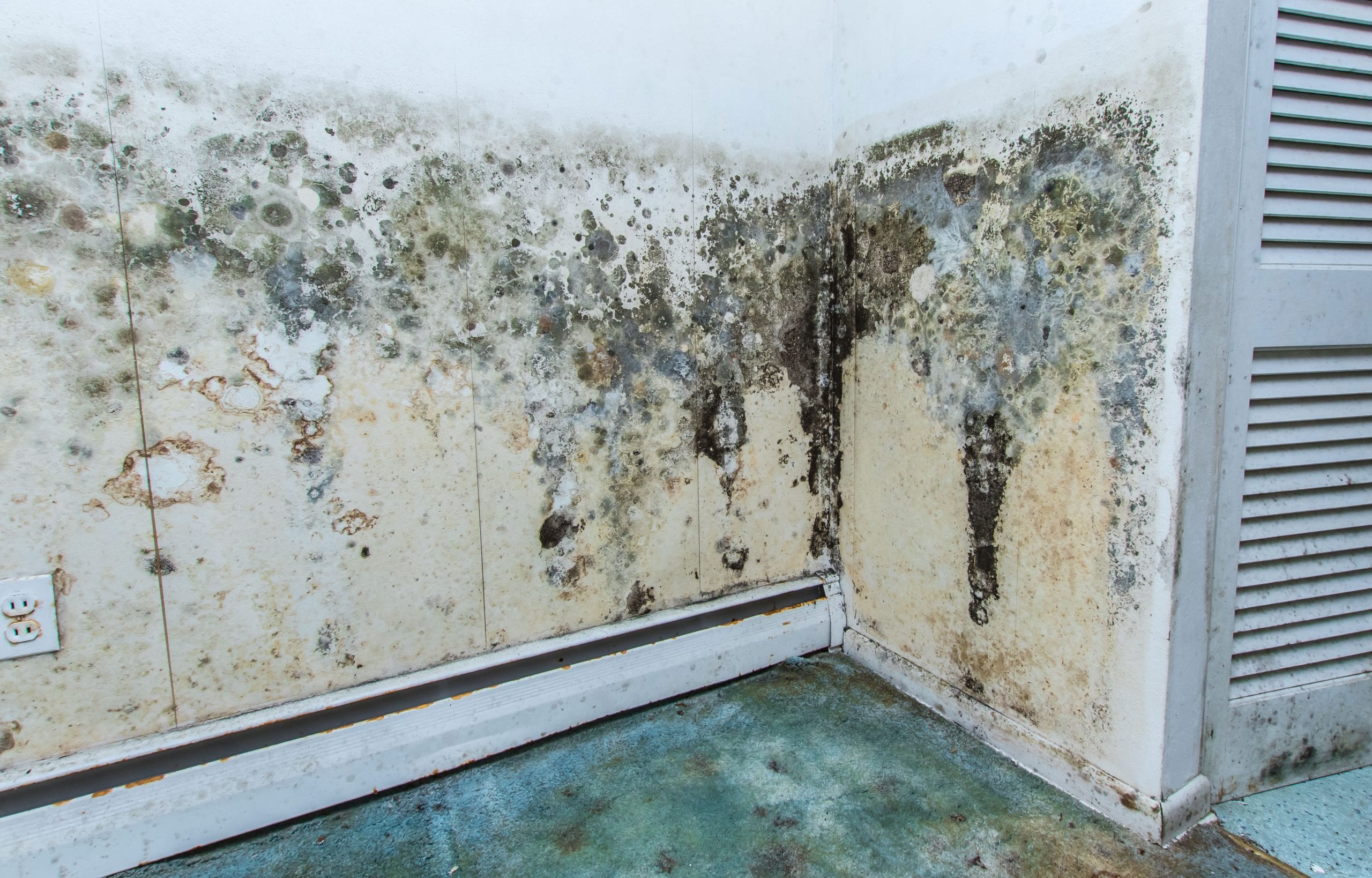 residential mold removal experts in Honolulu